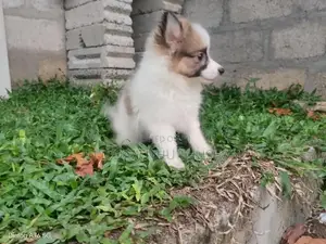Japanese Spitz Puppies