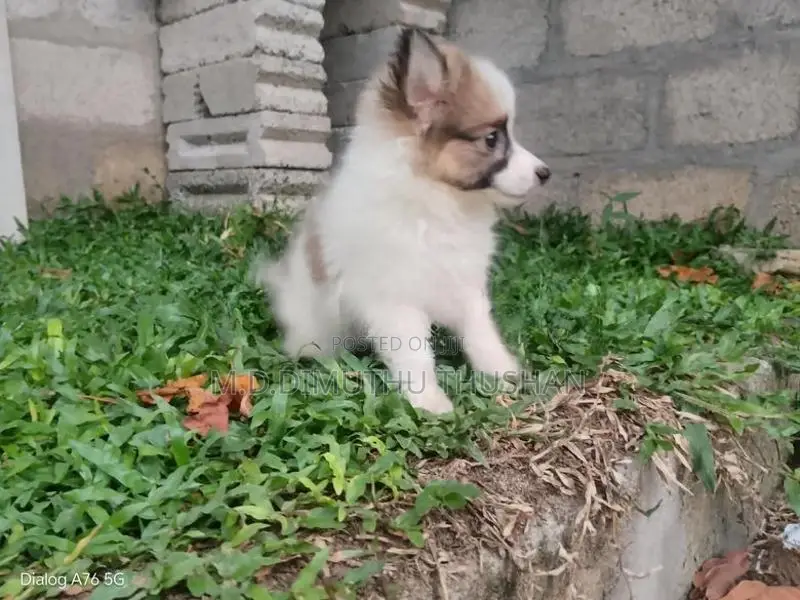 Japanese Spitz Puppies