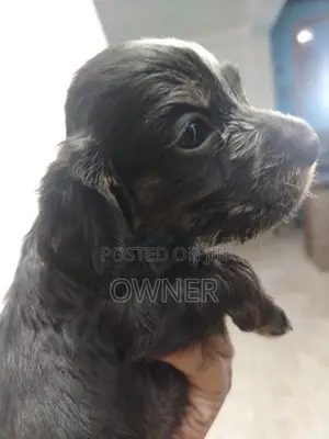Spaniel Puppies