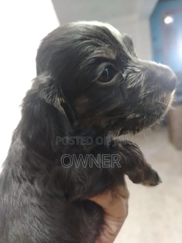 Spaniel Puppies