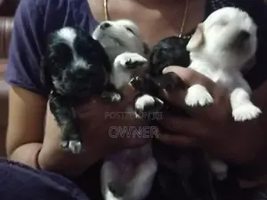 Spaniel Puppies