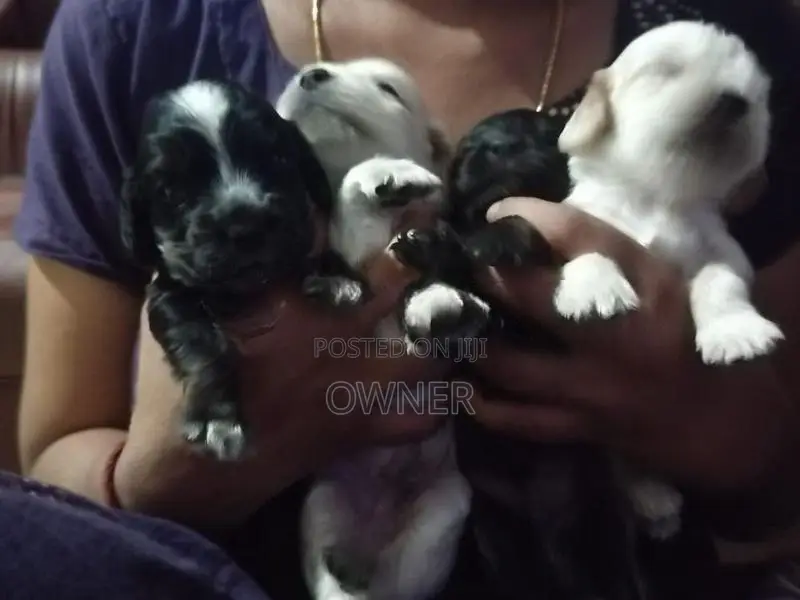 Spaniel Puppies