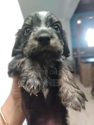 Spaniel Puppies