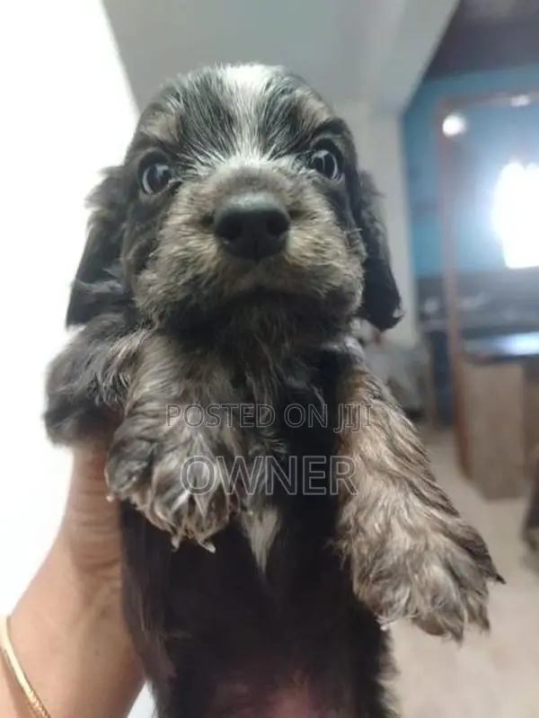 Spaniel Puppies