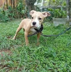 American Bully Puppy