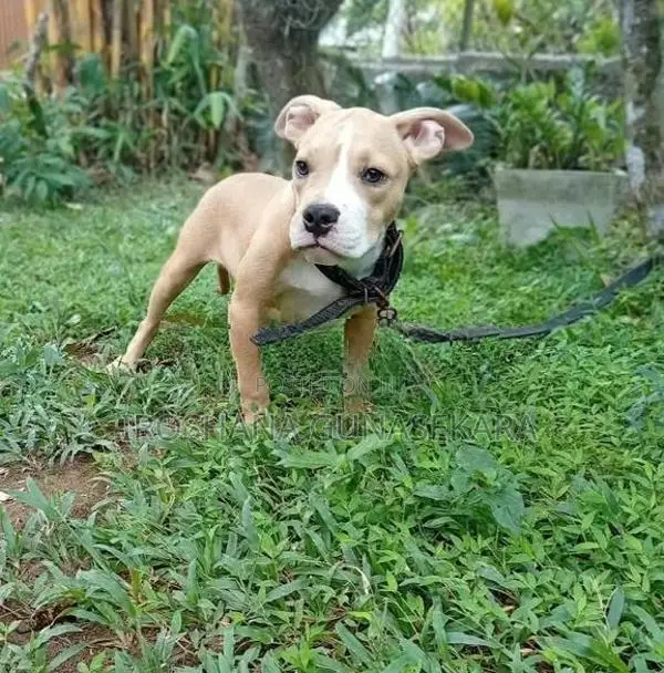American Bully Puppy