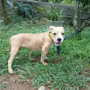 American Bully Puppy
