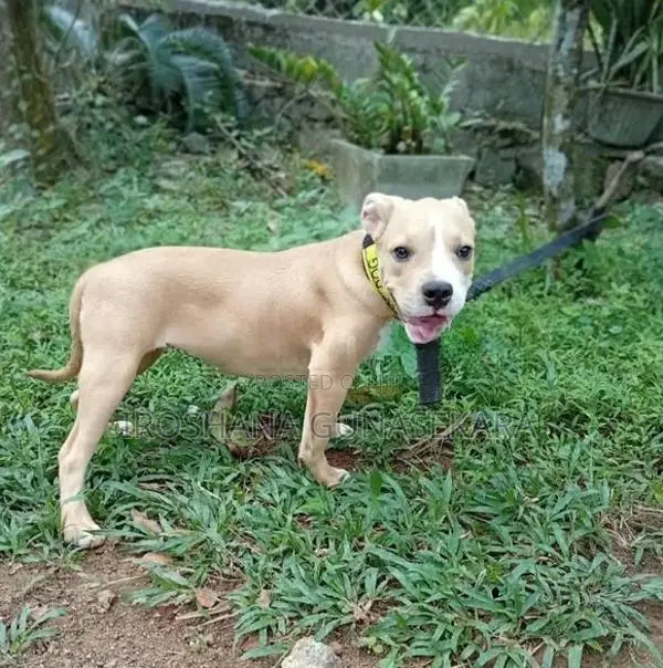 American Bully Puppy