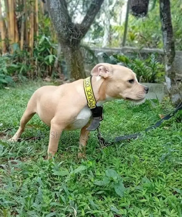 American Bully Puppy