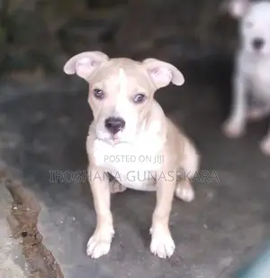 American Bully Puppy