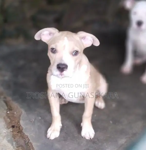 American Bully Puppy