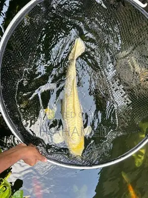 Koi ( Platinum Koi)