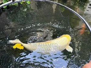 Koi ( Platinum Koi)
