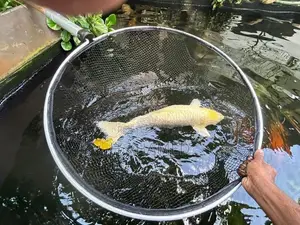 Koi ( Platinum Koi)