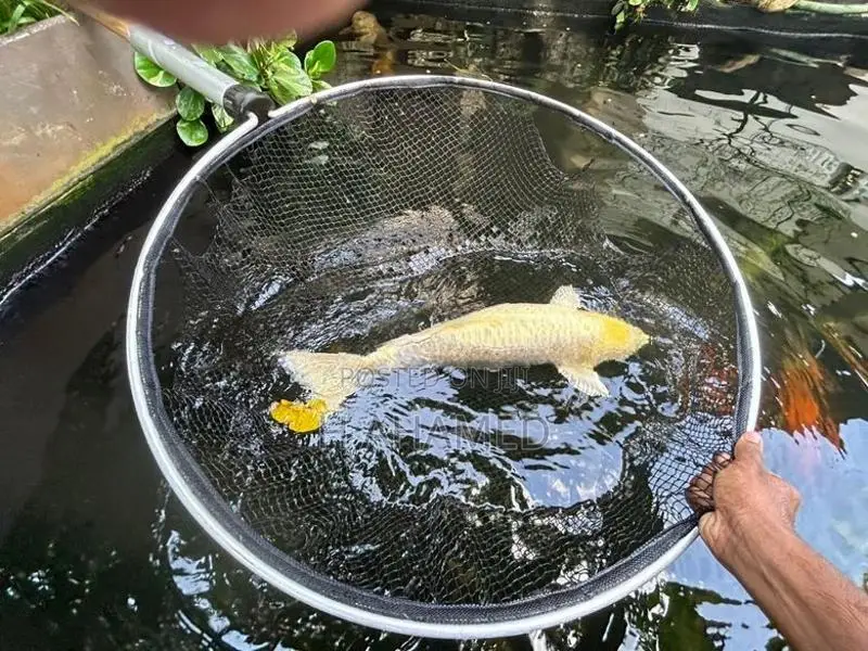 Koi ( Platinum Koi)
