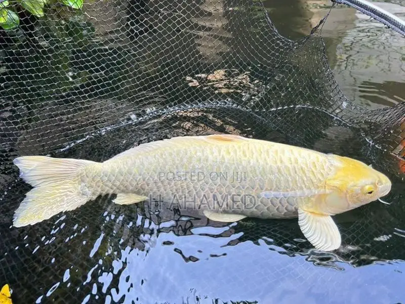 Koi ( Platinum Koi)