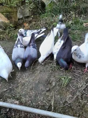 ටයිමර් පරවියන්