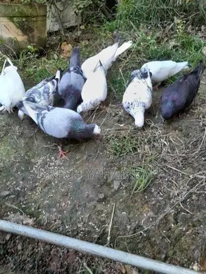 ටයිමර් පරවියන්
