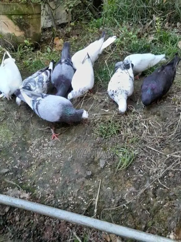 ටයිමර් පරවියන්