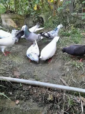 ටයිමර් පරවියන්