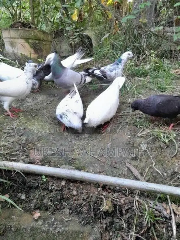 ටයිමර් පරවියන්