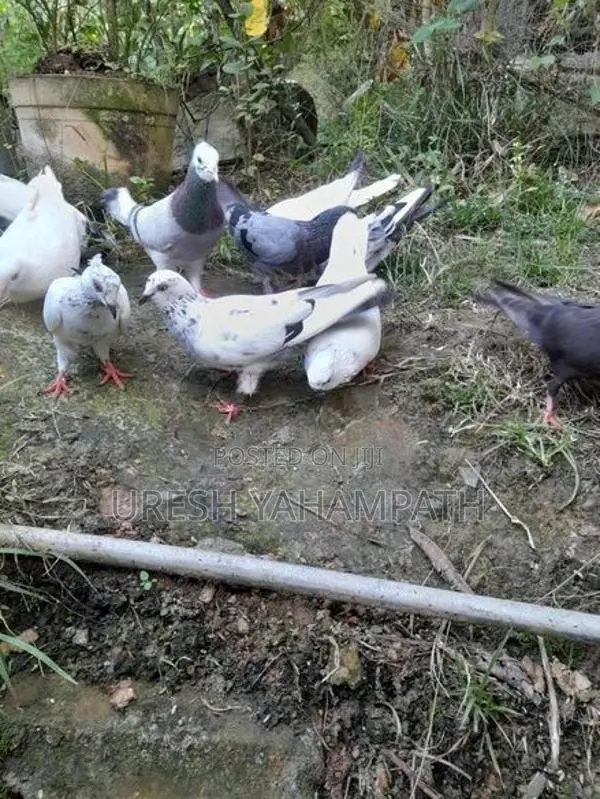 ටයිමර් පරවියන්