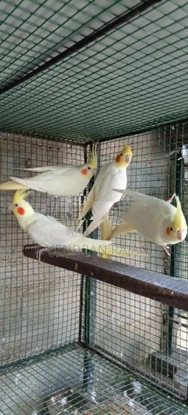 Cockatiel Birds