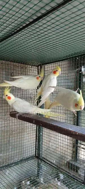 Cockatiel Birds