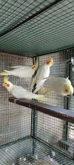 Cockatiel Birds