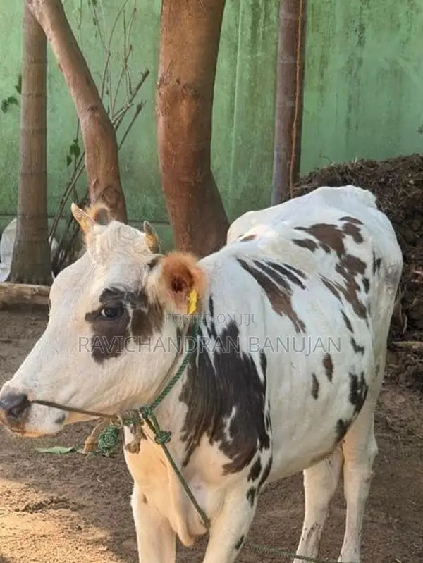 Farm Cow