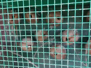 Love Bird Cage