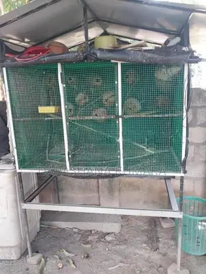Love Bird Cage