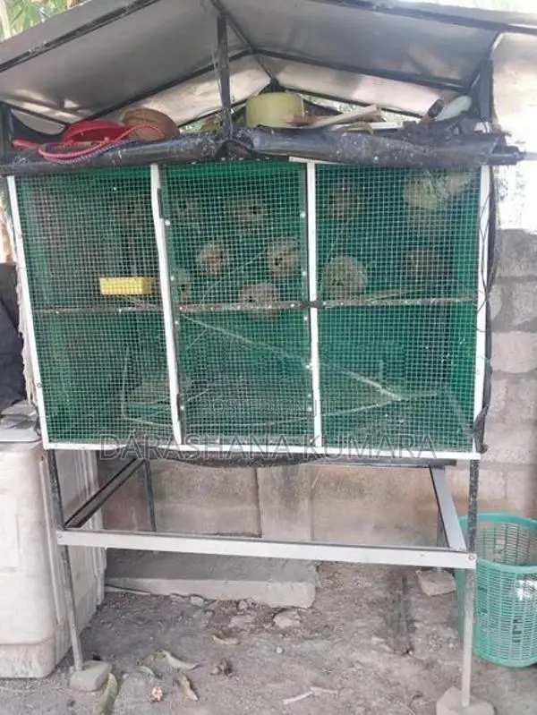 Love Bird Cage