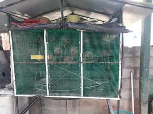 Love Bird Cage
