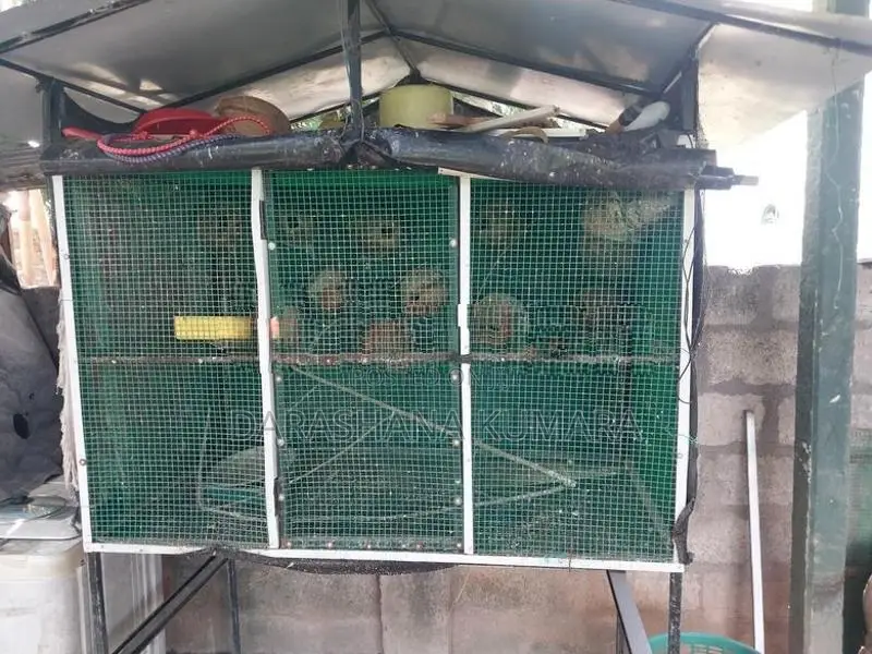 Love Bird Cage