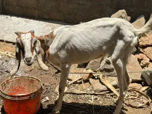 Female Goat