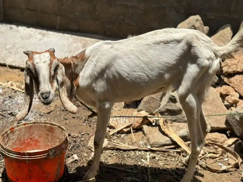 Female Goat