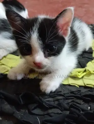 Pet Home