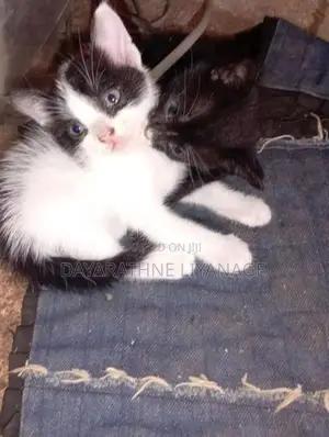 Pet Home