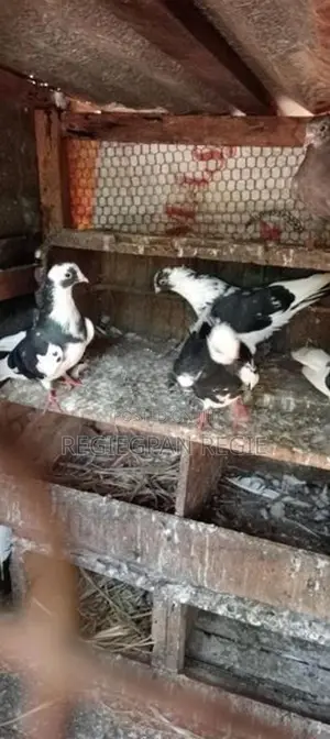 Pigeon