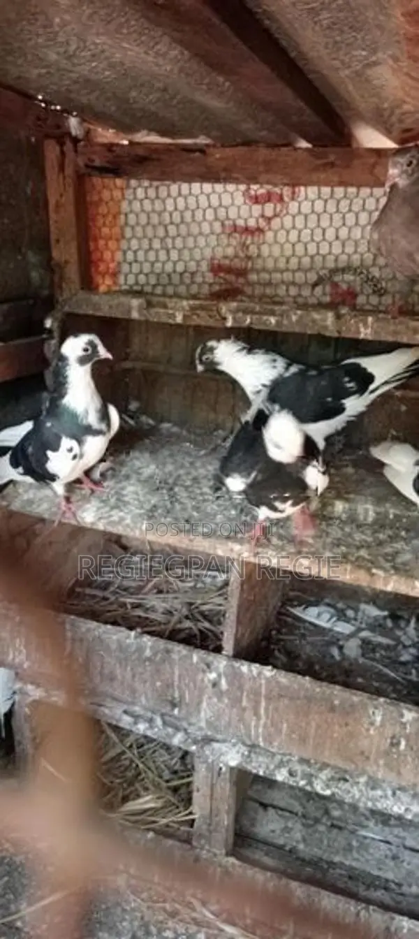Pigeon