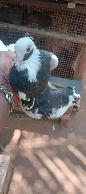 Pigeon
