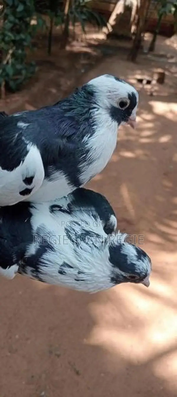 Pigeon
