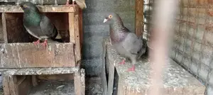 Pigeon