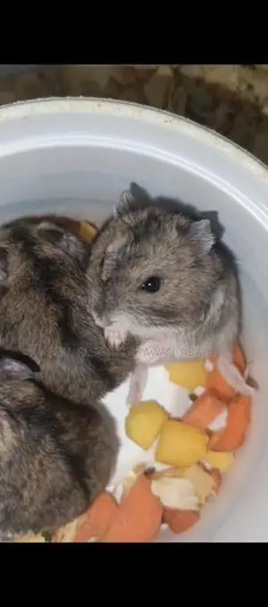 Hamsters for sale Kottawa