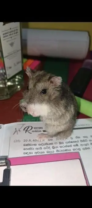 Hamsters for sale Kottawa