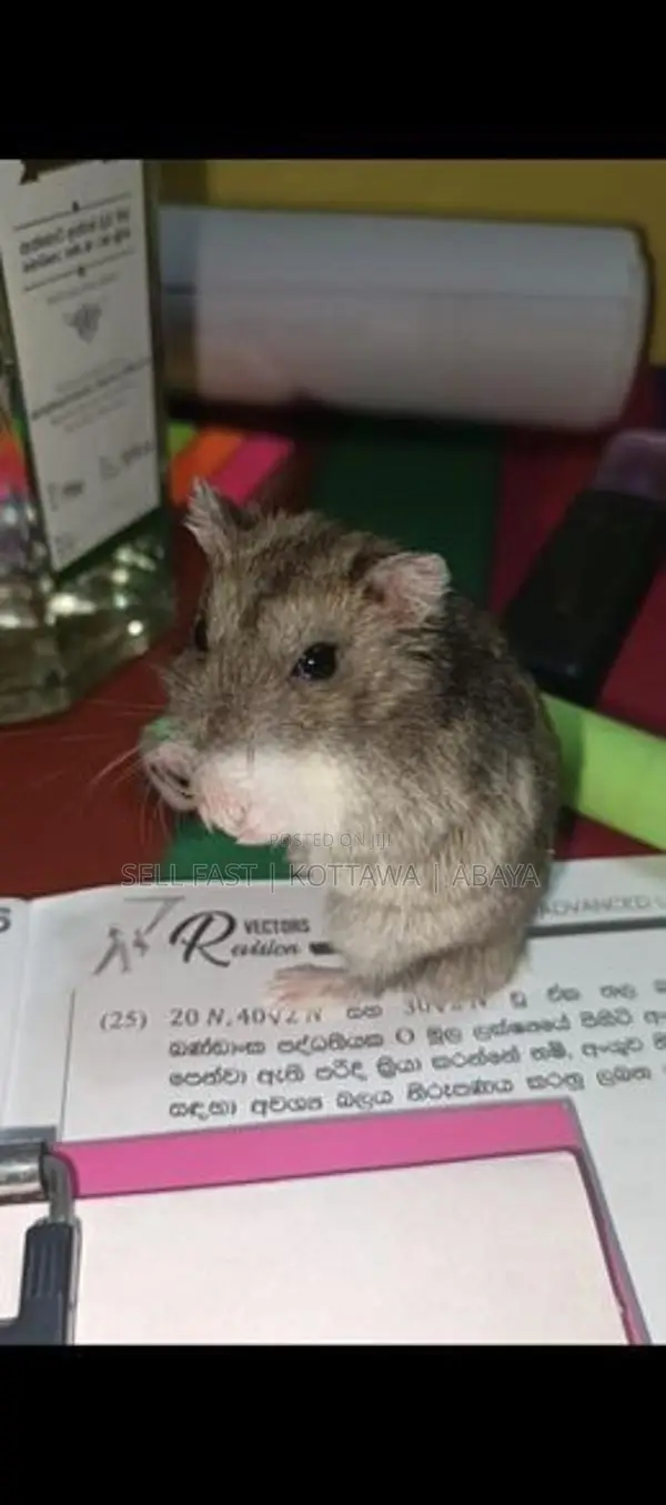 Hamsters for sale Kottawa