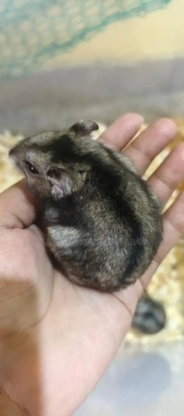 Hamsters for sale Kottawa