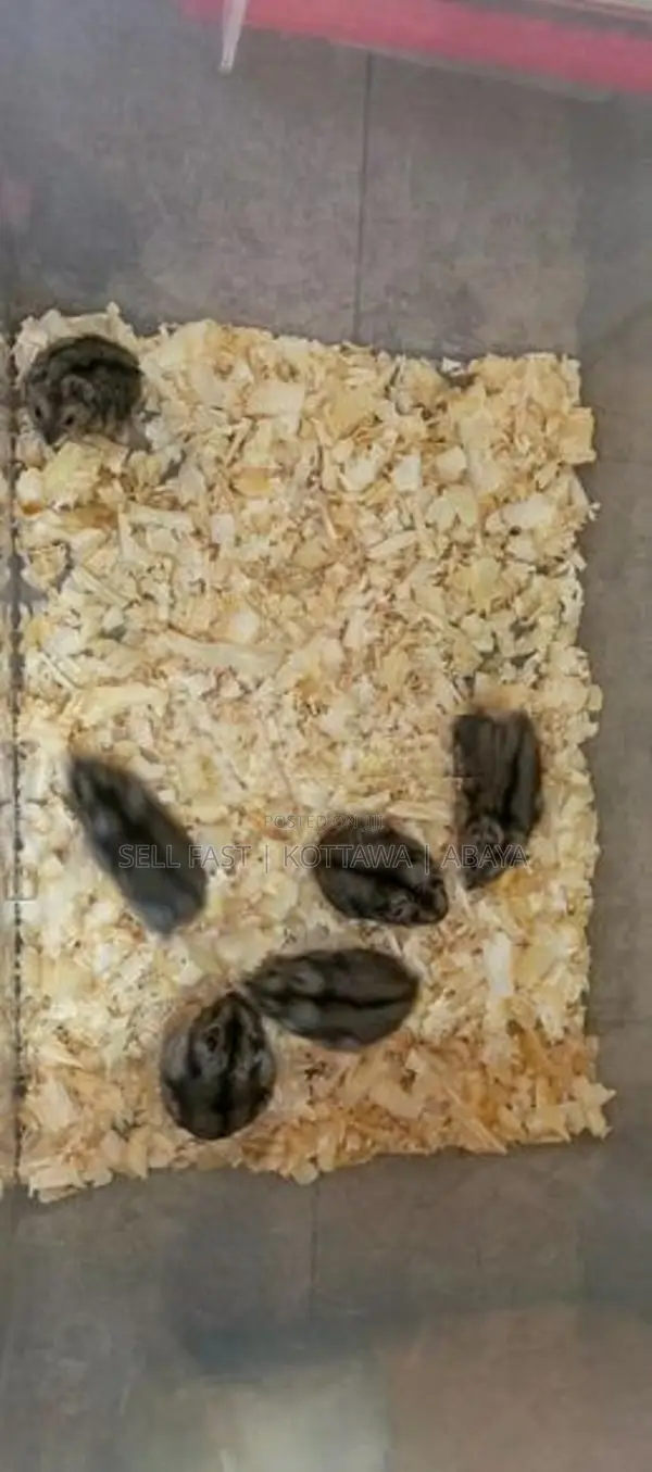 Hamsters for sale Kottawa