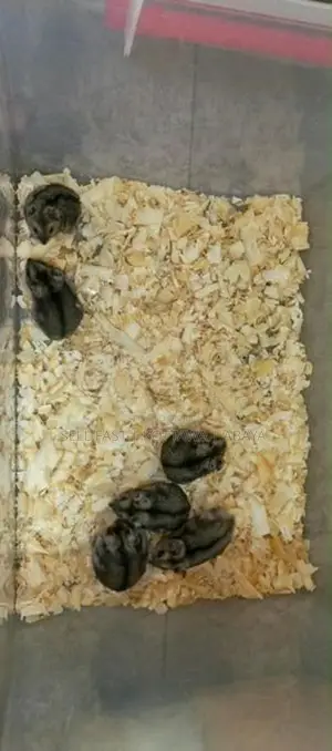 Hamsters for sale Kottawa